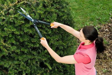 pruning shear